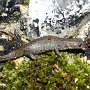 Female crested newt